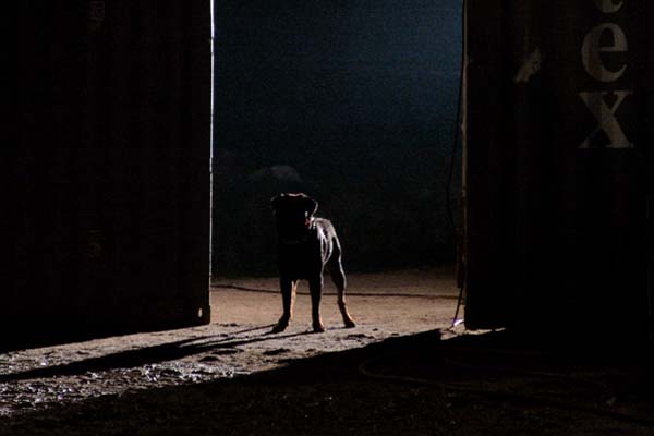 Rottweiler - Film, Trama, Recensione, Commenti, Trailer, Foto